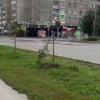В Новосибирске у Центрального парка сломали новые липы