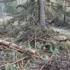 Чёрные лесорубы в Кузбассе нанесли ущерб государству почти на 2 млн. рублей.