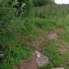 Маленький кабанчик выбрался на короткую прогулку недалеко от Лахта-центра