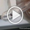 Больше 1,5 тысяч человек пострадали от укусов клещей в...