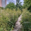 Заросли сорняка размером с человечески рост вдоль тротуара. В таком виде...