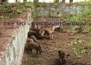В Подмосковье на территории бывшего детского лагеря в бетонную западню попала...