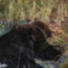 51 охотник уже обратился за выплатой за добычу медведя в Красноярском крае По...