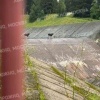 Два молодых лося в Подмосковье вторые сутки не могут выбраться из ловушки на...