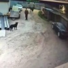 Петербуржец переждал нападение собаки на крыше чужой тачки в...
