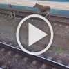 Оказалось, что лосят на железнодорожных путях было двое. Один из них, к сожалению, упал с моста