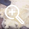 Продавца шкуры краснокнижного медведя задержали полицейские