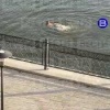 Мужик решил искупаться в Оби на Михайловской набережной. Устроить заплыв...