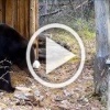 Медведь зашел в гости в избушку в Тунгусском заповеднике