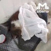 Живодёры порезали кошку в Новосибирске. Милу нашла пенсионерка, которая...