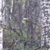 «Медведь, Андрей! Едь быстрее! Пошёл н***й!» Мишка вышел прямо к аттракциону...