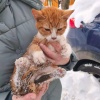 На улице Металлургов сразу 9 кошек погибли от неизвестного яда. Еще трех...