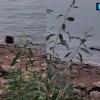 Бобровая мафия захватила Новосибирскую область — от плотин грызунов топит...