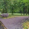 Огромных хряков заметили на прогулке в самом центре Красного Села. Два...
