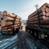 Китай забирает 77% кузбасского леса: экспорт бьет рекорды