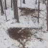 На юге Красноярского края нашли «кроватки» косуль