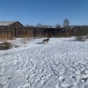 Стая собак набросилась на ребенка в Ширинском районе...