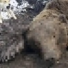 Медведь задрал охотника в Красноярском крае. Трагедия произошла накануне у...