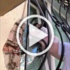 В Берёзовском добрые люди спасли лысого котика,...