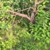 Яблоки еще не успели созреть на острове Татышев, но ветки уже поломали...