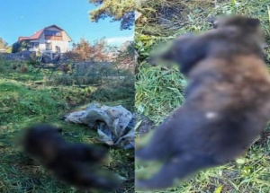 В Красноярске застрелили агрессивного медведя, который ломал яблоню на...