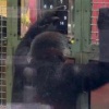 В Японии нашли самую умную гориллу: Кинтаро из зоопарка Киото на скорость нажимает на числа по возрастанию и справляется с заданием быстрее многих людей