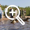 В Финский залив выпустили четверых ластоногих.