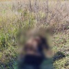 Медведица с медвежонком напали на лошадей в районе дач Мелькомбината Накануне...