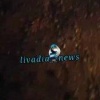 🗣В Приморье на трассе под Фокино белогрудый медведь бросился под колеса...