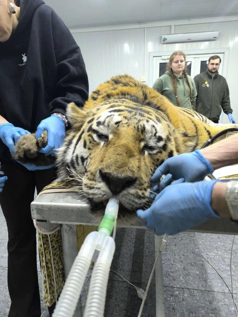 🐯 В полночь 28 марта в селе Минеральное Яковлевского округа сотрудники приморского охотнадзора изъяли конфликтного амурского тигра.
