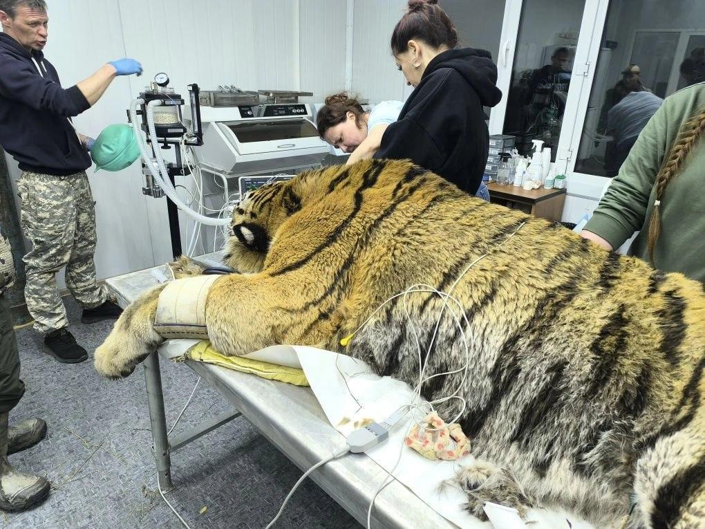 🐯 В полночь 28 марта в селе Минеральное Яковлевского округа сотрудники приморского охотнадзора изъяли конфликтного амурского тигра.