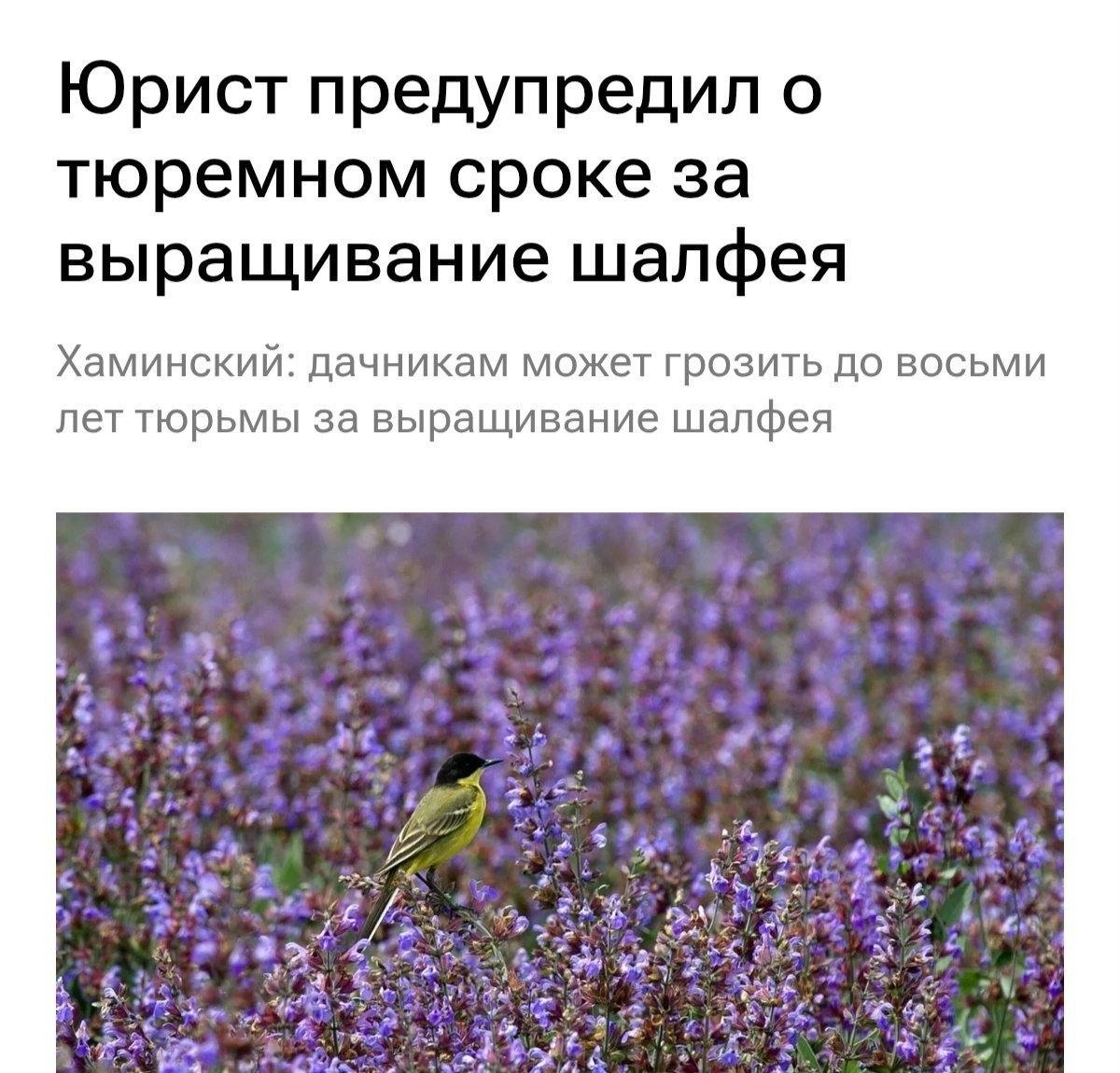 ⚡️8 лет тюрьмы можно получить за выращивание шалфея предсказателей на даче.