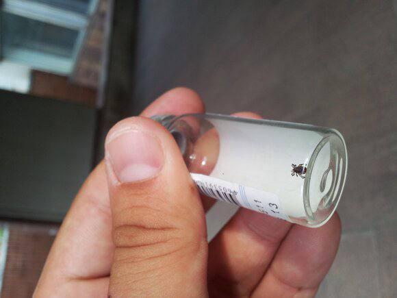 Около 30 случаев укусов клещей зафиксированы в Подмосковье с начала сезона —...