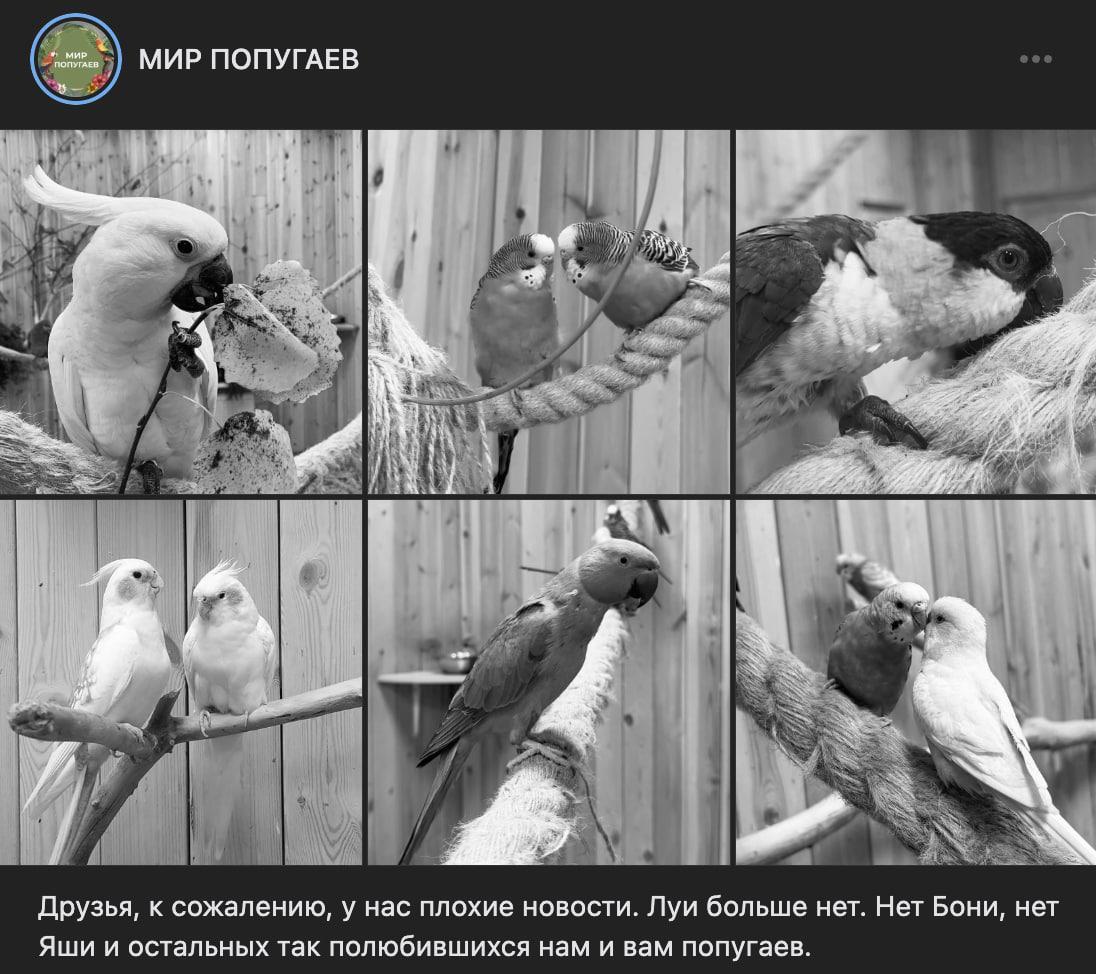 В частном зоопарке Ленобласти с помощью газа отравили несколько десятков попугаев. Погибли 33 птицы. Кто это сделал и зачем, пока непонятно.