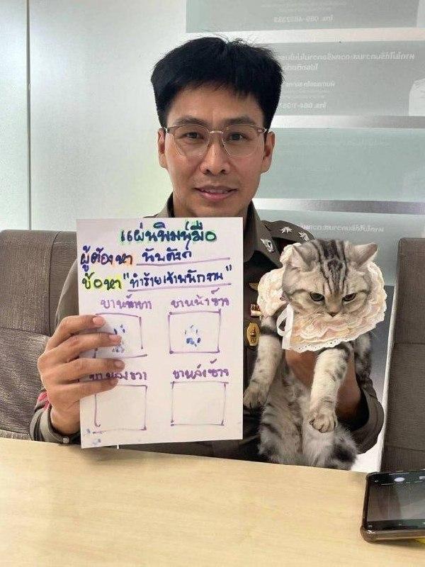 В Таиланде на кошку завели уголовное дело.