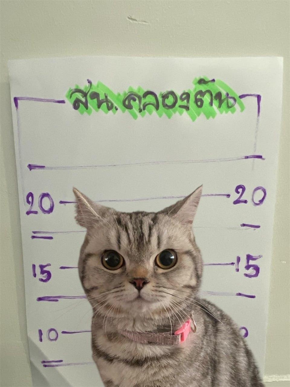 В Таиланде на кошку завели уголовное дело.