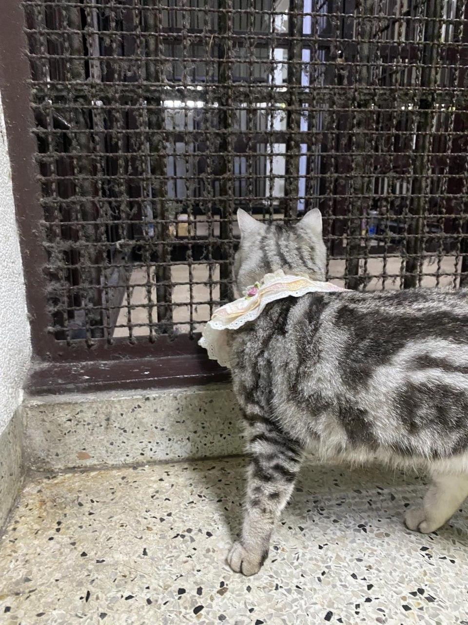 В Таиланде на кошку завели уголовное дело.