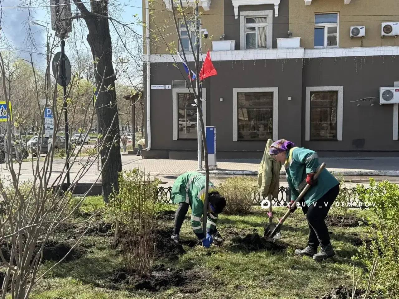 🌷У Вечного огня на Соборной площади Белгорода благоустраивают клумбы к 9 Мая