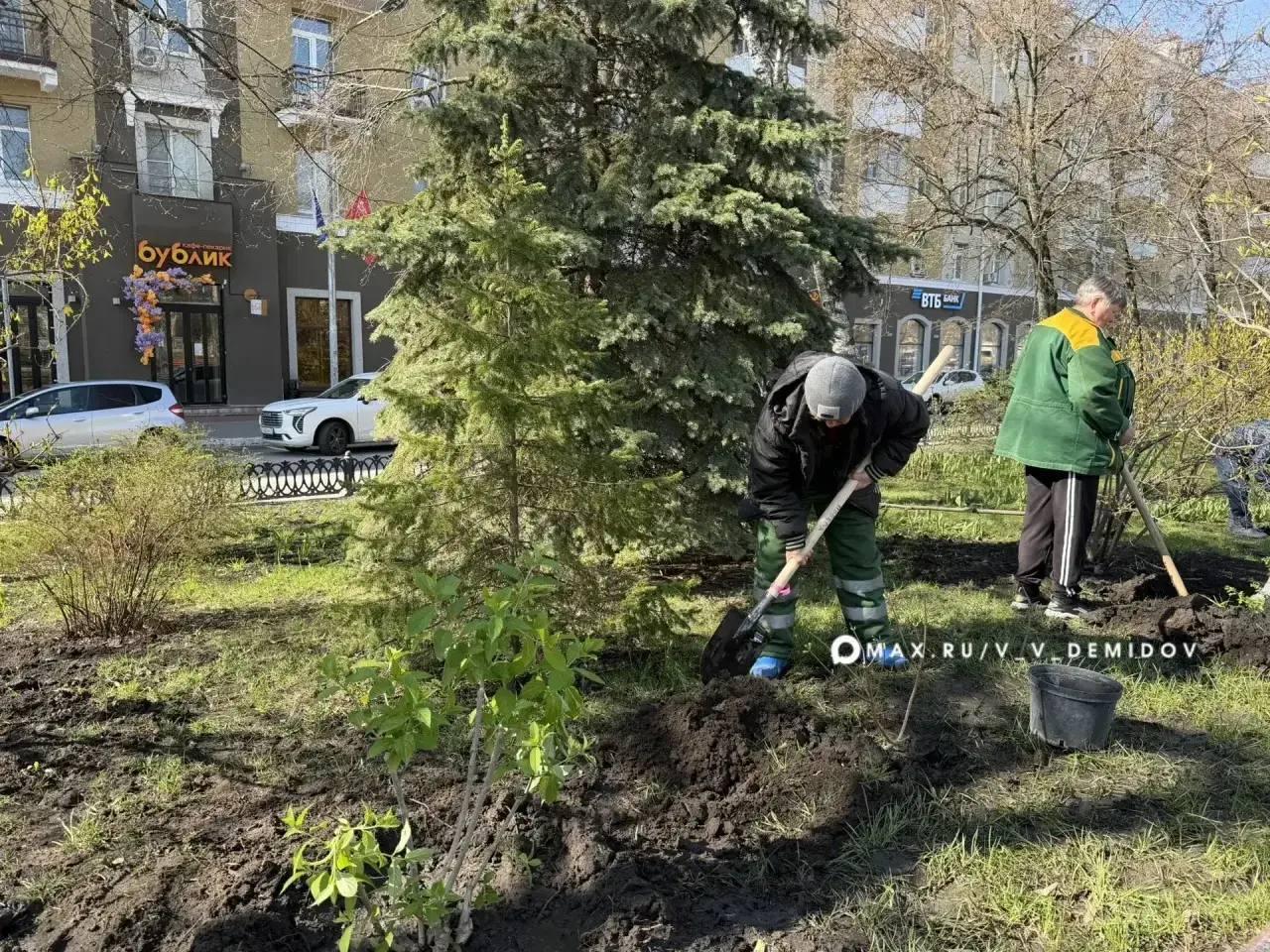 🌷У Вечного огня на Соборной площади Белгорода благоустраивают клумбы к 9 Мая