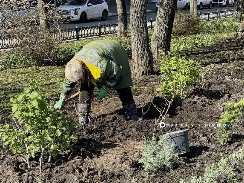 🌷У Вечного огня на Соборной площади Белгорода благоустраивают клумбы к 9 Мая