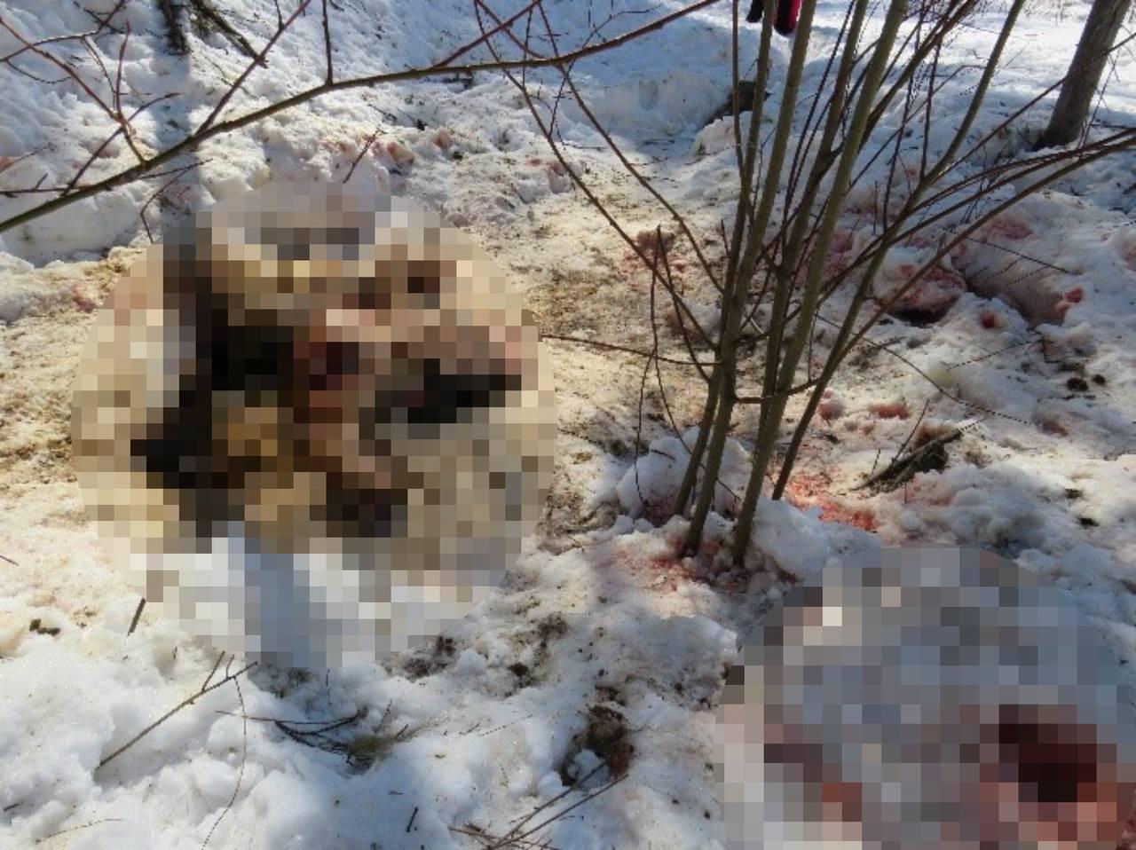В отношении жителя Кодинска возбуждено уголовное дело за незаконную охоту на беременную лосиху