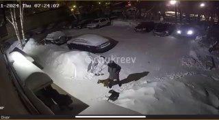 Бойцовские собаки держат в страхе жителей дома на Белинского, 113 в...