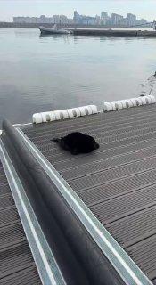 Детёныша нерпы заметили у пассажирского порта на Васильевском острове