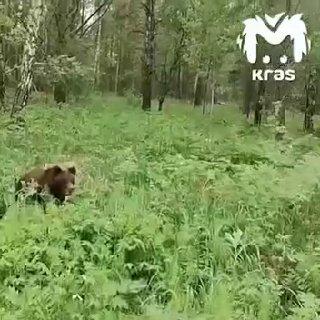 Медведь вышел к людям на трассе в Красноярском крае Сначала очевидцы приняли...