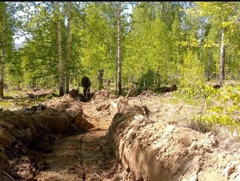 В лесах Красноярского края высадили 4,5 миллиона молодых деревьев В...