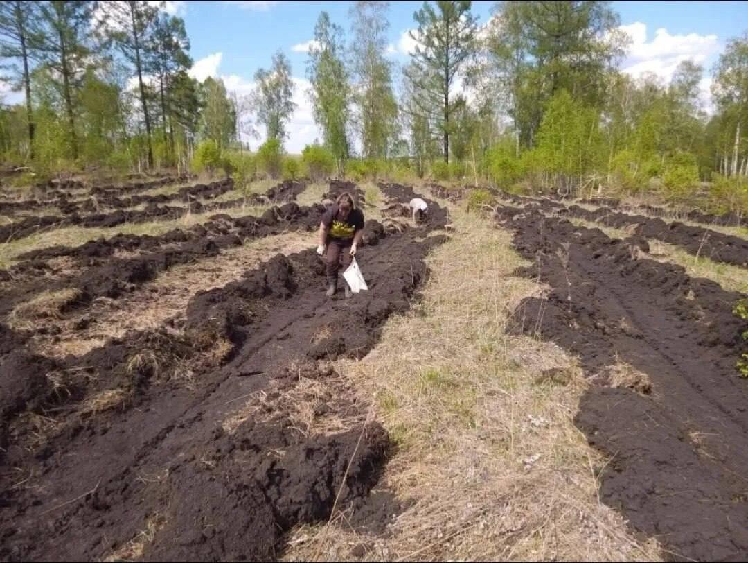 В лесах Красноярского края высадили 4,5 миллиона молодых деревьев В...