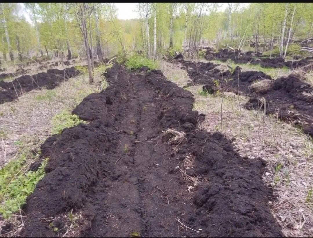 В лесах Красноярского края высадили 4,5 миллиона молодых деревьев В...