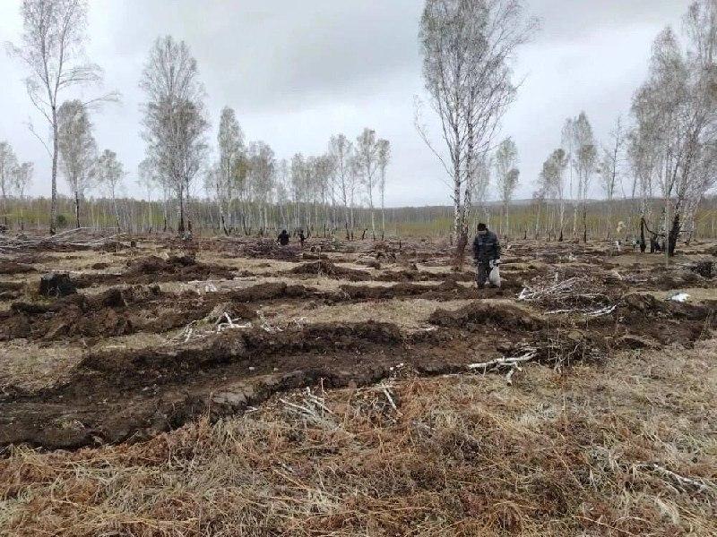 В лесах Красноярского края высадили 4,5 миллиона молодых деревьев В...