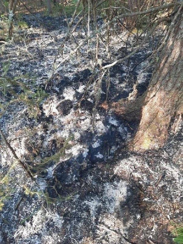 Удар молнии едва не привёл к крупному лесному пожару в Кежемском районе....