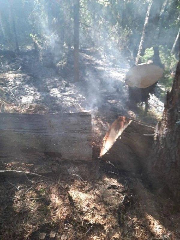 Удар молнии едва не привёл к крупному лесному пожару в Кежемском районе....